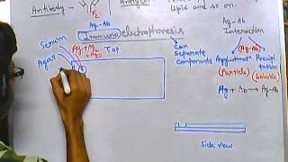 DNA Extraction Protocol  Part 1 [upl. by Wanda]