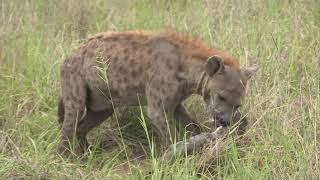 Sound of the African Bushveld  Hyenas  AFRICAN WILDLIFE [upl. by Astrid]