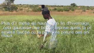 Le panicum une excellente culture fourragère au Mali [upl. by Adnalu]