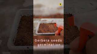 Gerbera seeds germination🌱🌱 [upl. by Ardiekal894]