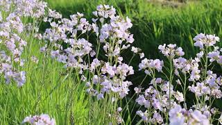 1 minuut natuur pinksterbloemen  cuckoo flowers  cresson des prés  WiesenSchaumkraut [upl. by Ronnoc]