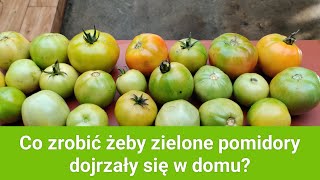 Co zrobić żeby zielone pomidory dojrzały się w domu [upl. by Itagaki]