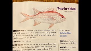 Can you eat Squirrelfish [upl. by Meador848]