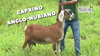 FAZENDA NO PIAUÍ CRIA CAPRINOS ANGLONUBIANOS caprino ovinocultura sertanejo [upl. by Athalie]