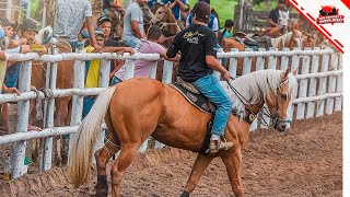 Sou Vaqueiro e Vivo Apaixonado  Mano Walter Clipes de Vaquejada [upl. by Enamrahc]