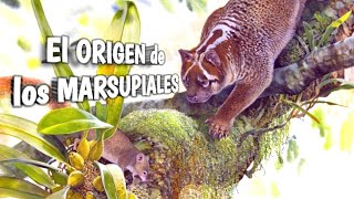 🦘MARSUPIALES FÓSILES ¿Dónde y cuándo aparecieron 🐨 [upl. by Llewop209]