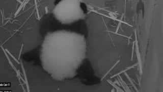 BABY PANDAS FIRST STEPS  BBC NEWS [upl. by Melita]