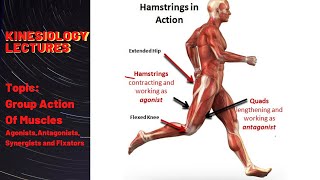 Group Action OF Muscles kinesiology  Agonists  Antagonists  Synergists and Fixators [upl. by Ahsot542]