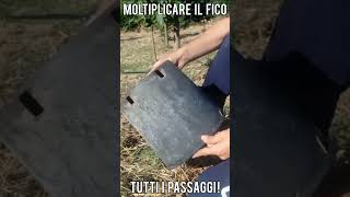 Moltiplicare il fico hai provato con la margotta di ceppaia short [upl. by Cates]