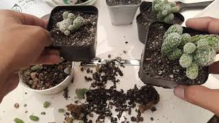 Mammillaria gracilis fragilis  Thimble Cactus Propagation [upl. by Llehcal454]