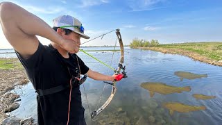 BOWFISHING Giant Carp In Clear Water [upl. by Clemmie]