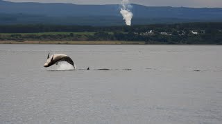 Dolphin pod at Chanonry point [upl. by Latoya]