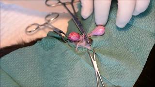 Male Cat Castration  ligature technique using double suture thread absorbable [upl. by Arni460]