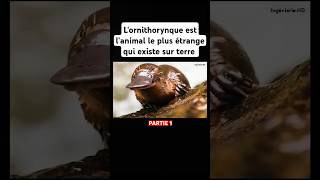 Lornithorynque est lanimal le plus étrange qui existe sur terre shorts animals platypus nature [upl. by Mariann]