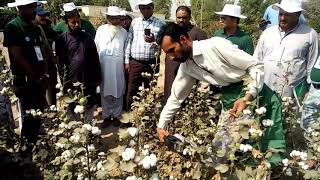 Mini cotton picking machine demo at CCRIMultan [upl. by Ahscrop]