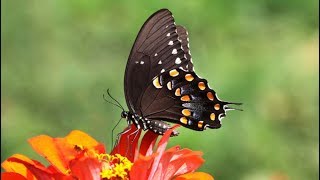 Metamorphosis Spicebush Swallowtail Complete Life Cycle [upl. by Ahtoelc]