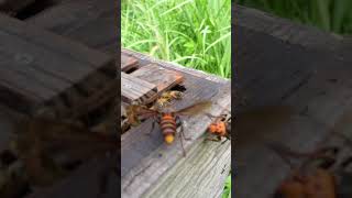 Giant Hornet Overpowers Western Honeybees in Hive Attack [upl. by Richmound]