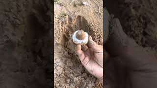 What lies beneath the raised soil layer The Mushroom Era asmr wildmushrooms [upl. by Brigg704]