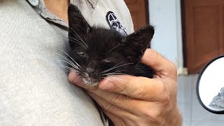 Blind kitten had given up on the side of the road [upl. by Aicaca164]