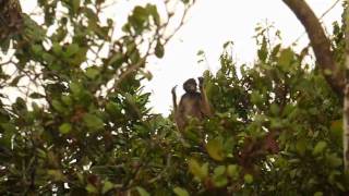 Yellowbellied Spider Monkey Ateles belzebuth [upl. by Eiramannod]