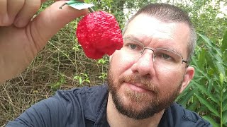 🌋HOTTEST CAROLINA REAPER Ive ever had 🥵 [upl. by Meer533]