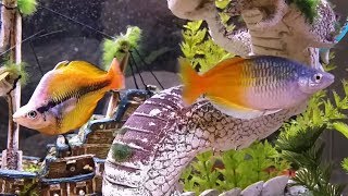 Yellow Rainbowfish Displaying Against Boesemani in 50 Gallon Aquarium [upl. by Maitland285]