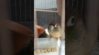 YellowSided Green Cheek Conure LOVE BIRD [upl. by Amedeo285]