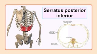 serratus posterior inferior [upl. by Rockafellow158]