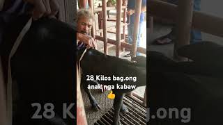 28 Kilos bagong Anak NGA kabaw [upl. by Telrahc440]