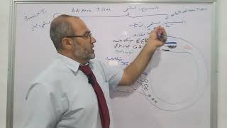 النسيج الشحمي الأبيض White adipose tissue [upl. by Robison]