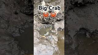 Amazing Catch Huge Mud Crabs at Swamp after Water Low Tide FindCrab CatchCrab AmazingFishing [upl. by Eiramalegna]