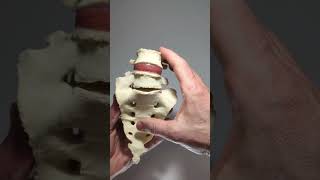 Lumbosacral model with transitional vertebrae and disc herniation [upl. by Savart]