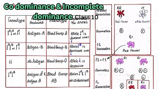 Codominance and incomplete dominace  class 10 [upl. by Elsy760]