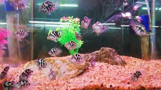 Shortbody HRP cichlids [upl. by Annil]