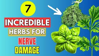 7 Incredible Herbs For Nerve Damage Prevent Neuropathy [upl. by Suirtemid]