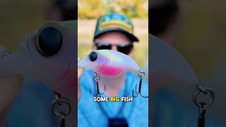 The BEST Pond Fishing Lure The Megabass Griffin is a fish catching machine [upl. by Corette]