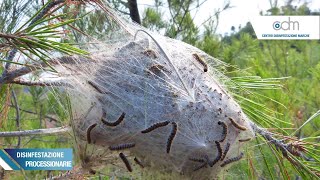 Processionaria  Guida alle disinfestazioni [upl. by Anatniuq]