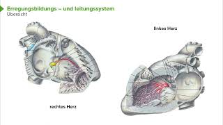 Physiologie I Herzphysiologie Erregungsbildungs und Leitungssystem I Srdjan Maksimovic [upl. by Graham602]