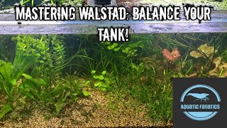 The Ultimate Guide to WALSTAD Dirted Aquarium Upkeep walstad aquarium fishroom [upl. by Doersten513]