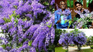 Beautiful Western Blue Bird Vine flower plant Petrea Volubilis Care and Propagation tips [upl. by Yumuk]