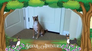 Our Basenji Graham howling yodelling [upl. by Alleira]