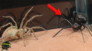 Arañas venenosas en ACCIÓN VIUDA Negra y Araña EMBUDO en un EPICO encuentro [upl. by Adnwahsor60]