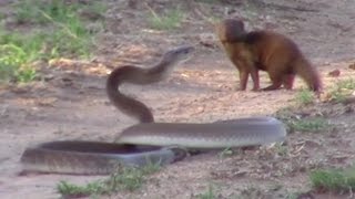 Brave Mongoose Tackles Lethal Black Mamba Snake [upl. by Leahey426]