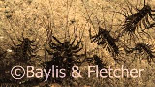 Giant Cave centipedes Malaysia 20120510121619m2ts [upl. by Arrol]