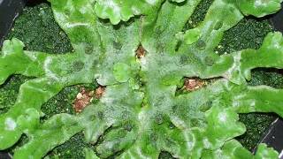 Growth of liverwort Marchantia polymorpha [upl. by Eux]