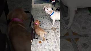 Cookiee Daisy se milne Hulk aya hai 😀 minivlog cute doglover [upl. by Natsirk889]