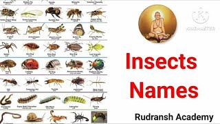 Insects Vocabulary  Common Insects Names in English for kids [upl. by Niarda841]