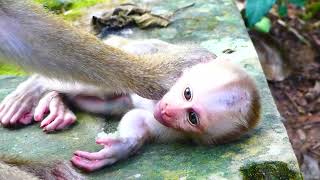 bb Monkey EXPERT Shares Top Tips for a Lovely Monkey Mum [upl. by Ahsieker]