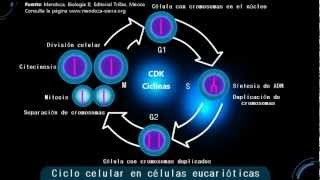 El ciclo celular [upl. by Kenimod]