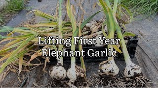 Lifting First Year Elephant Garlic Harvesting Elephant Garlic In Year 1 [upl. by Tera38]